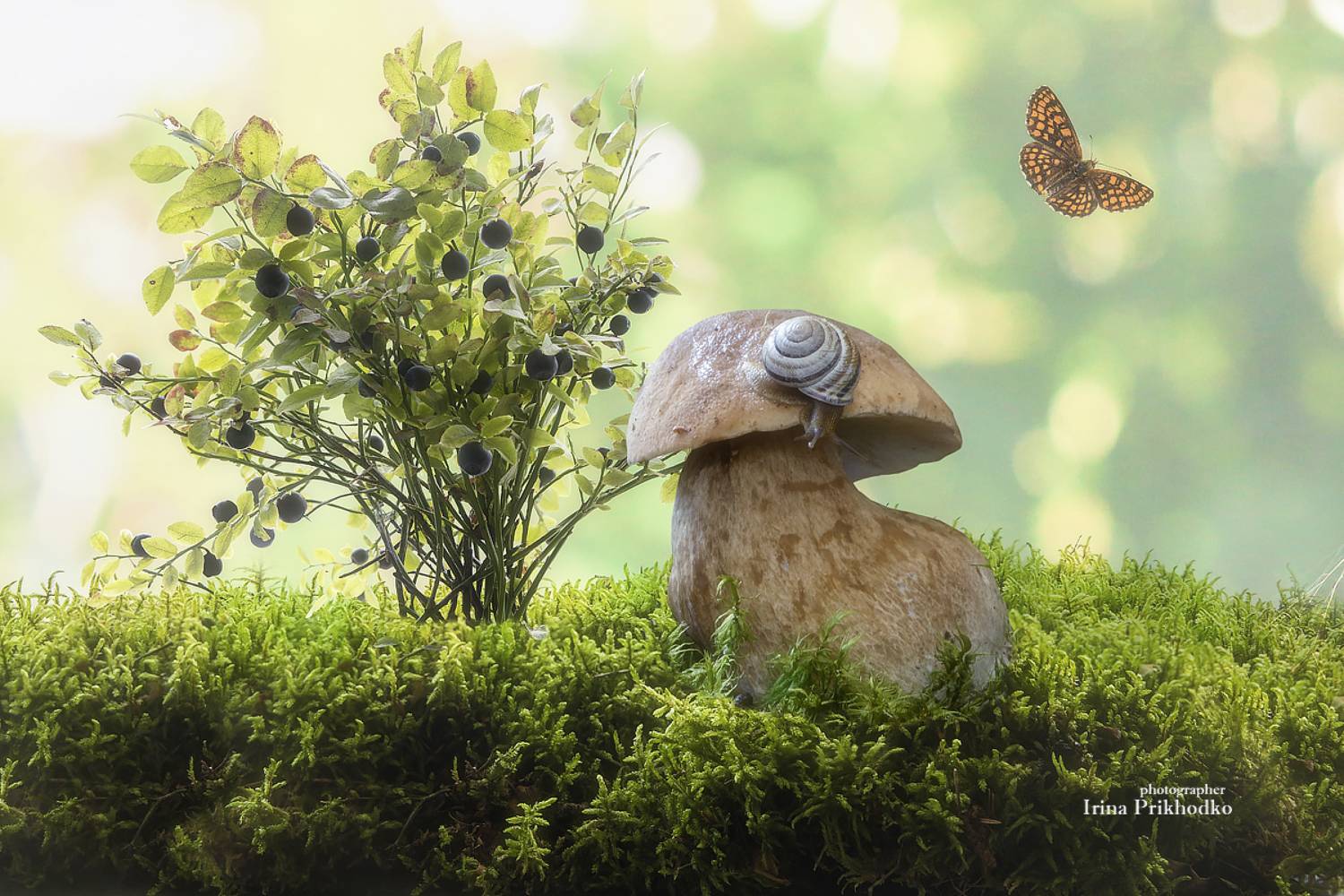 натюрморт, природа, грибы, ягоды, живность, Приходько Ирина