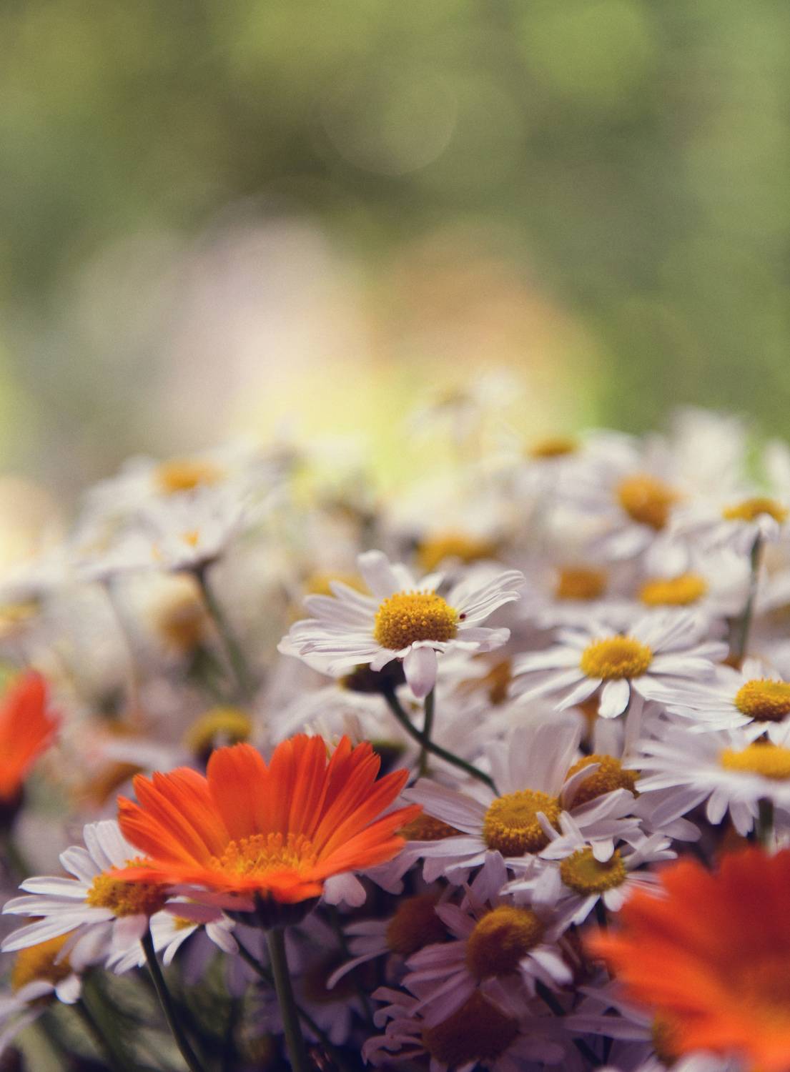 , Божена Пучко