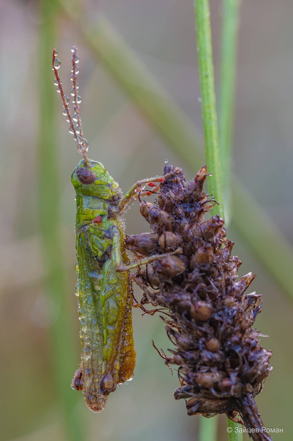 , Роман Зайцев