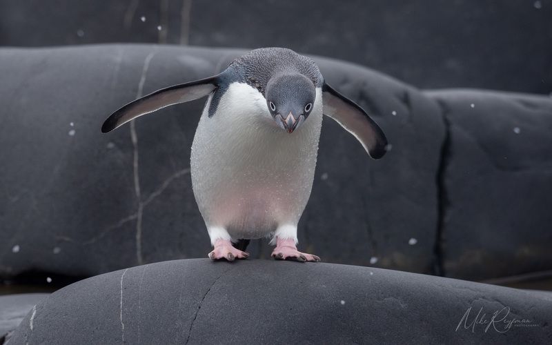 Adélie Penguins, Antarctica фото превью