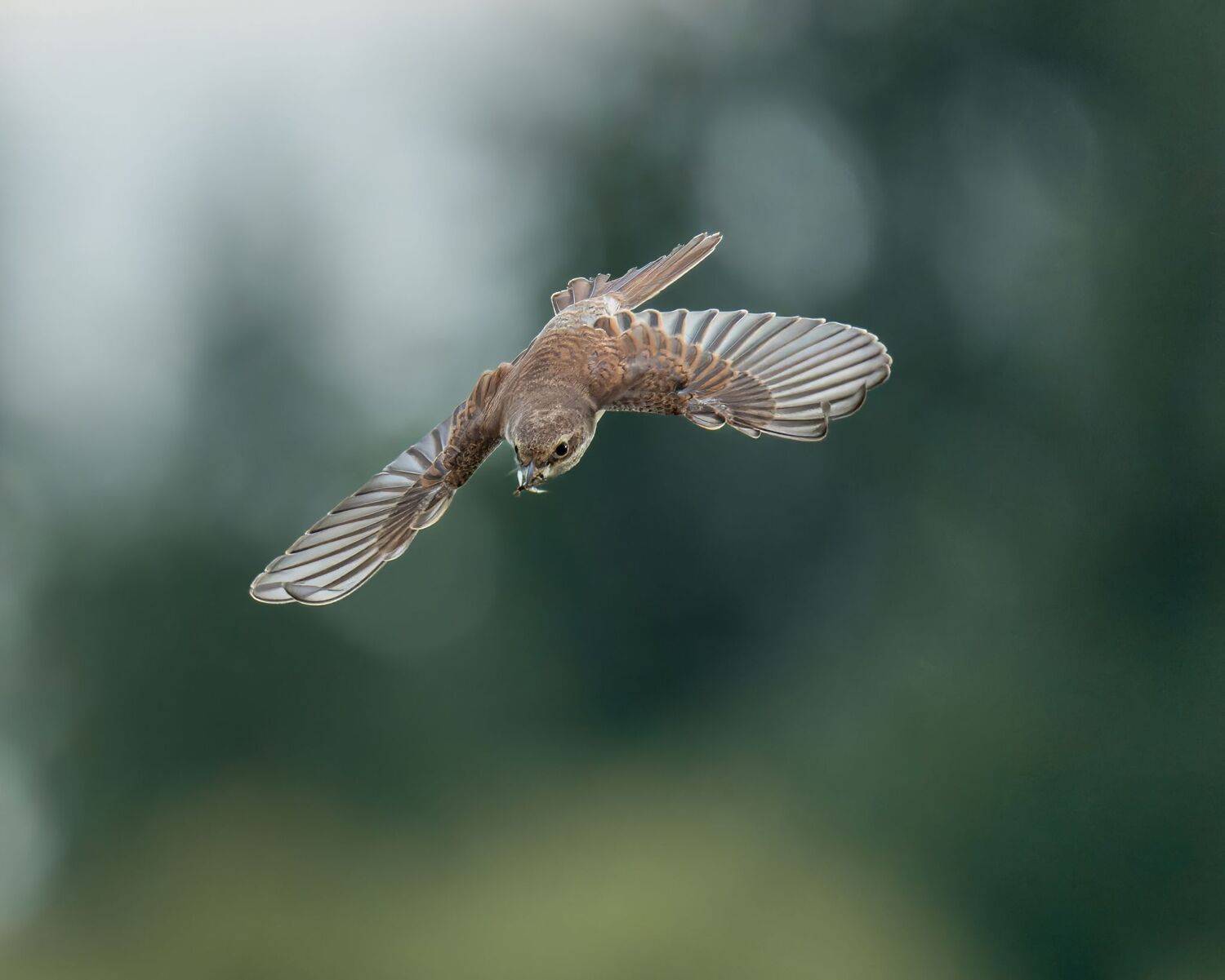 , Дэм Константин