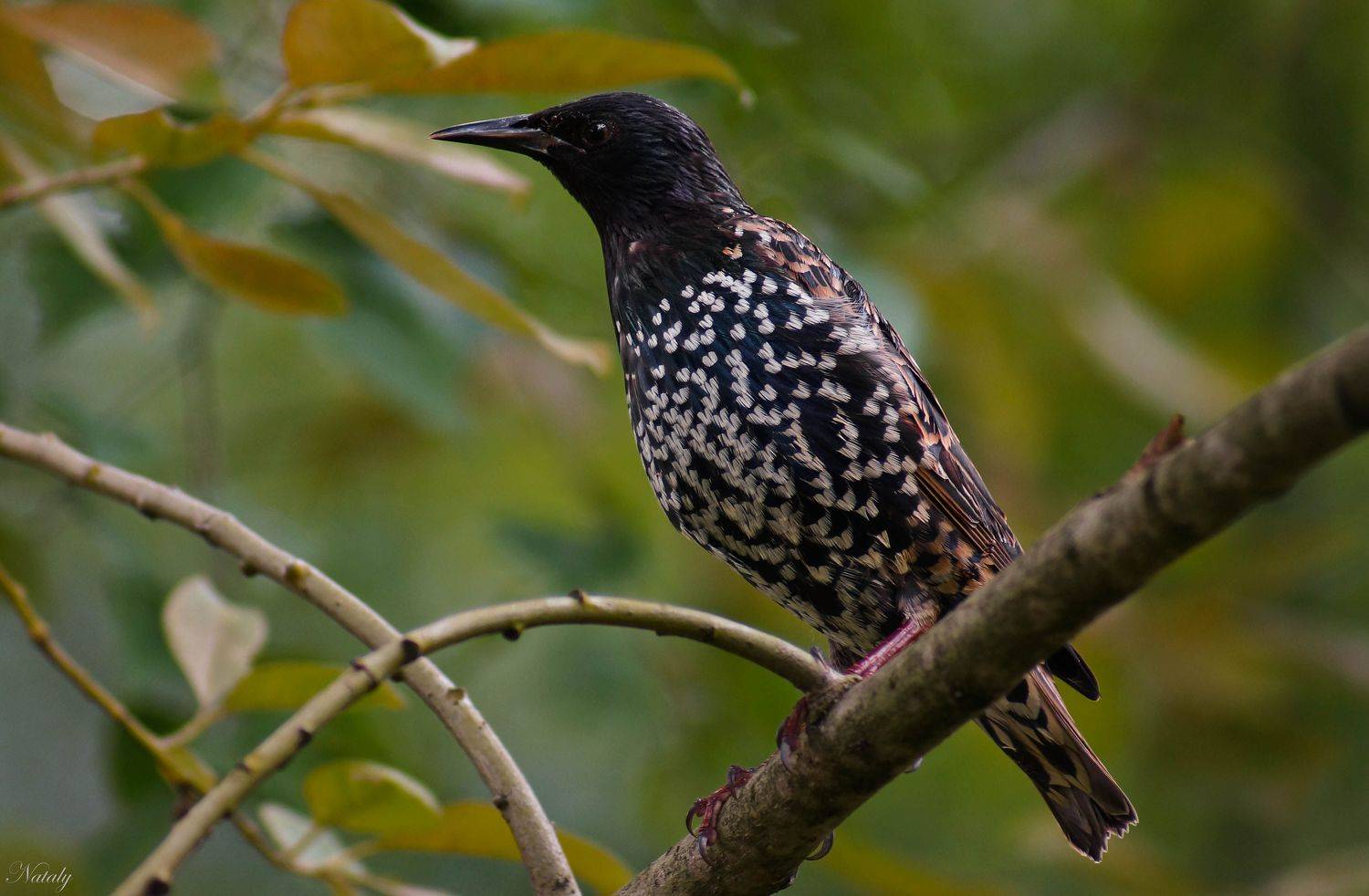 , Екимова Наталья