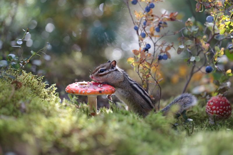 нерюнгри, бурундук, якутия, дикие_животные, женялевина, евгениялевина, животныеякутии, бурундукиибелкилевиной Бурундук по лесу шёл... Красный мухомор нашел!  ? фото превью