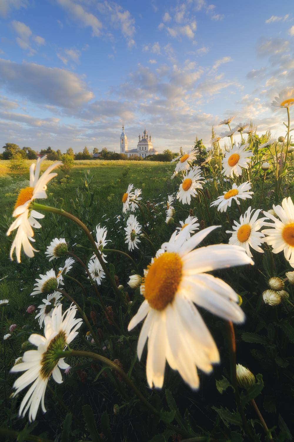 пейзаж, савинское, ромашки, цветы, рассвет, sunrise, flowers, camomile, landscape, Чаланов Иван