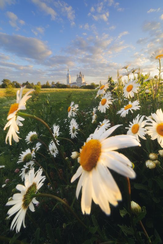 Ромашковое Савинское фото превью