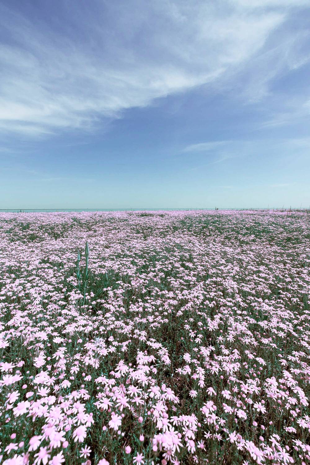 pink ,field, volgograd, russia, wildlife, , Сторчилов Павел