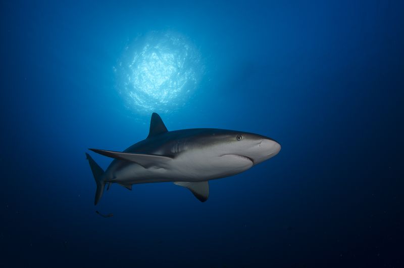 Акула, Акула, подводный мир, море, живо, Дикие животные, Животные, Под водой, Подводный мир, Природа Акула под солнцем фото превью
