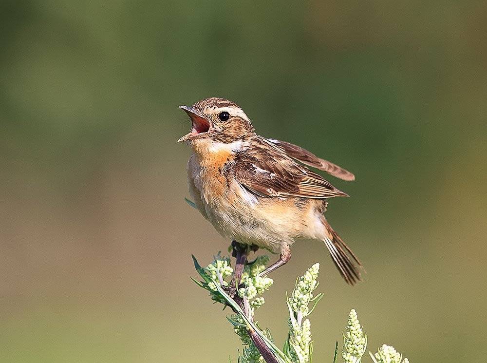 Чекан, Наталья