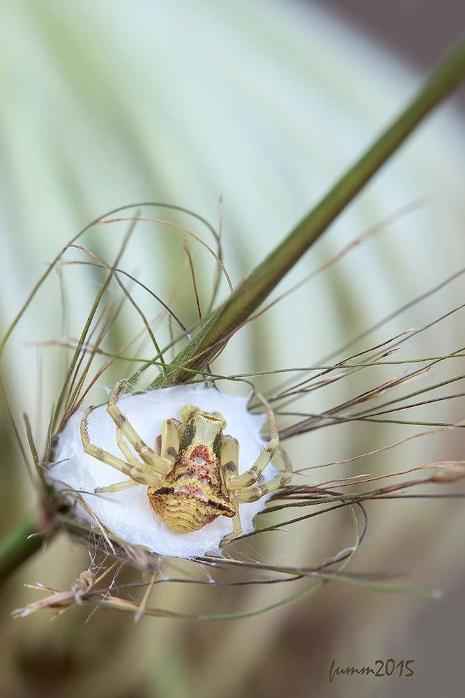 , Игорь ФУММ