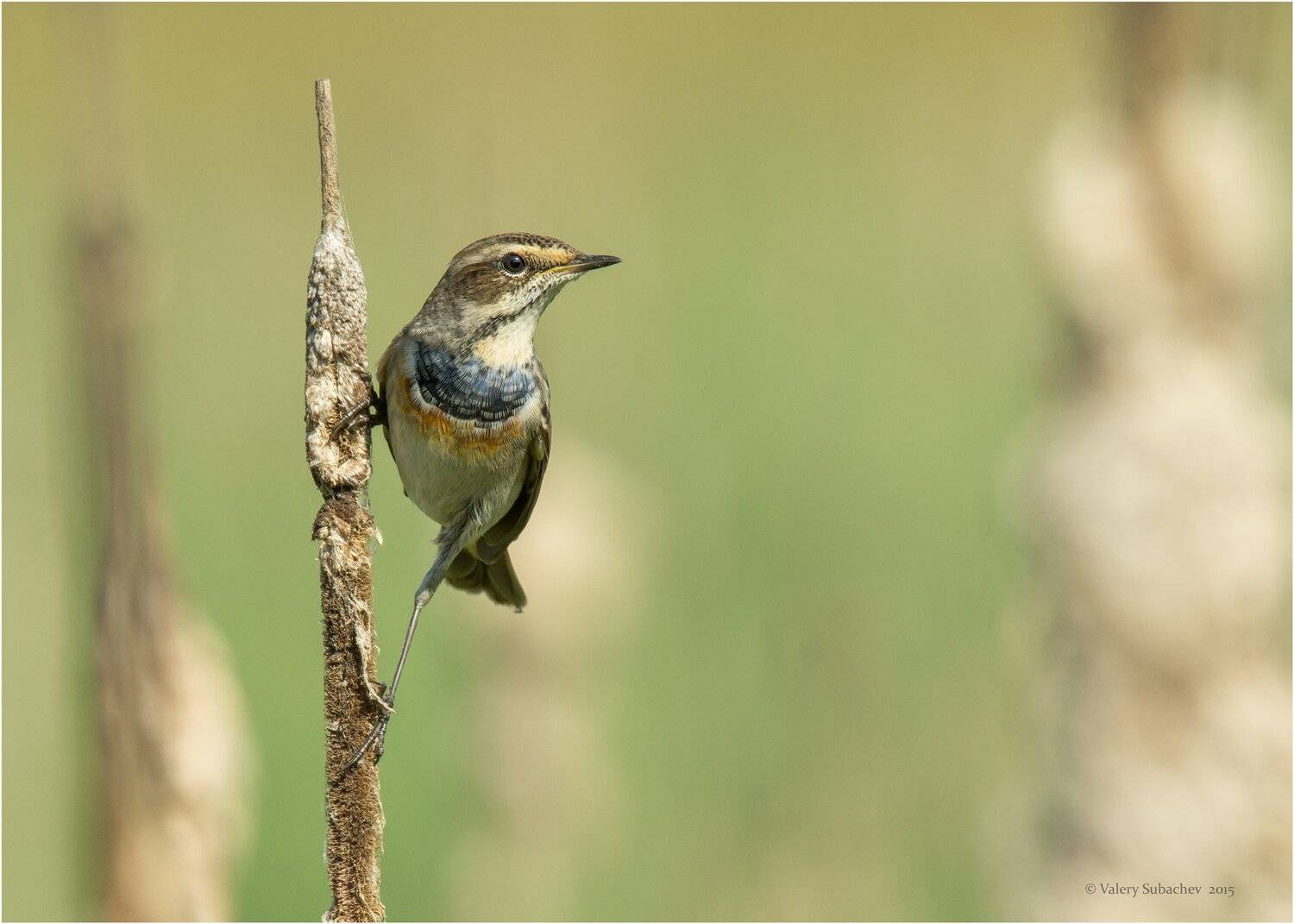 , Валерий Субачев
