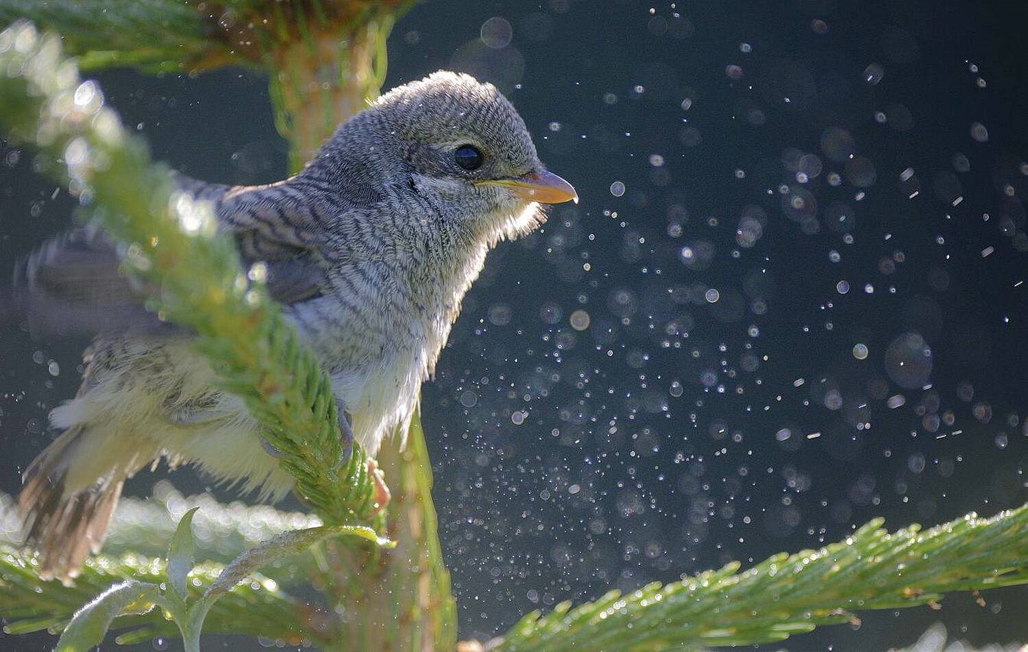 Жулан, Аникеев Владимир