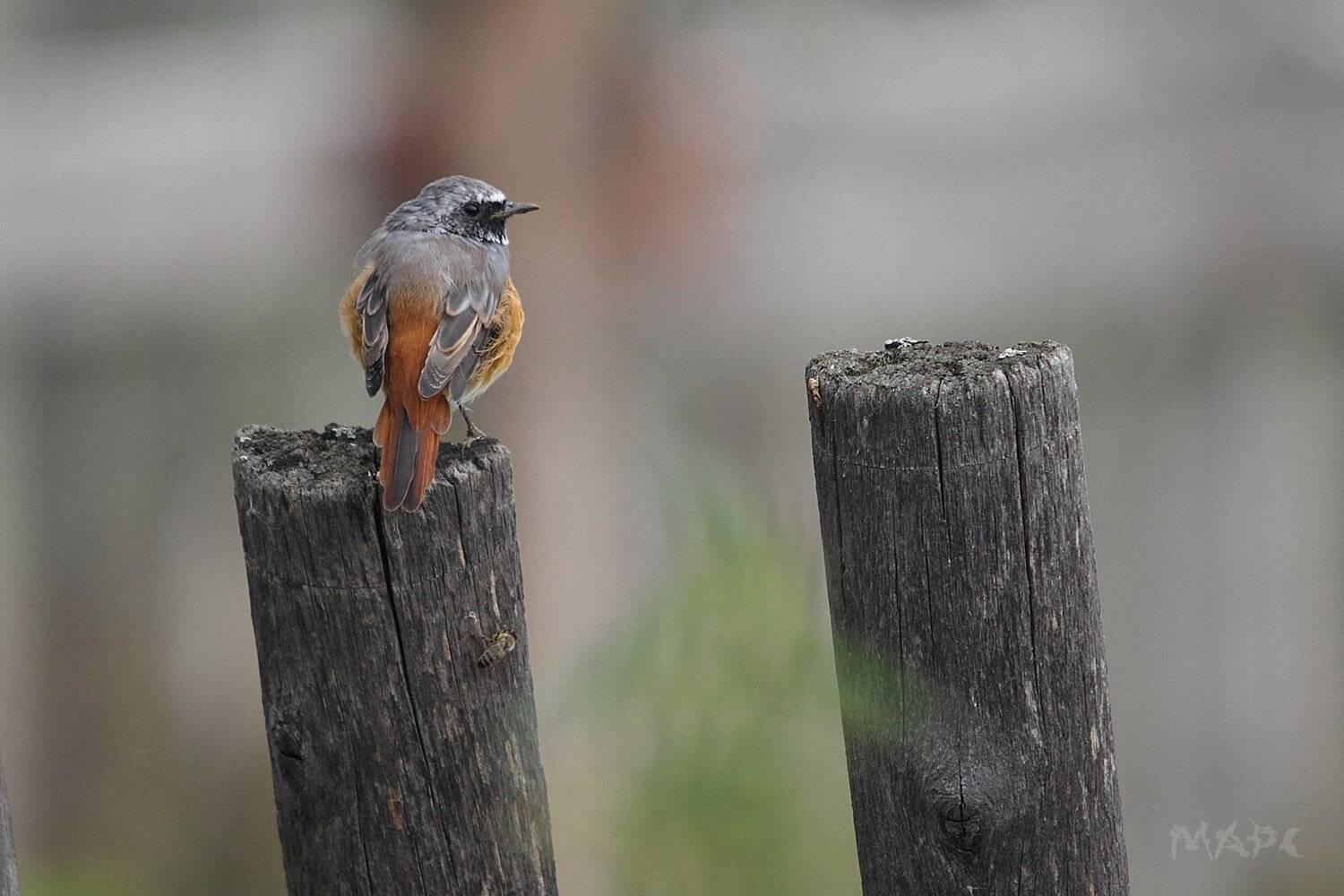 , Шангареев Марс