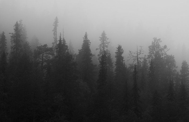 Лес фото превью