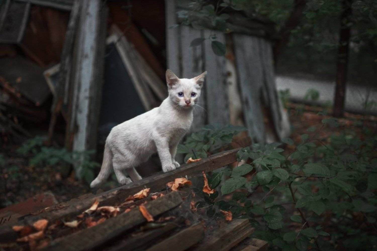 , Сергей Федотов