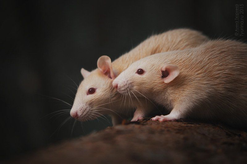 Лесная сказка фото превью