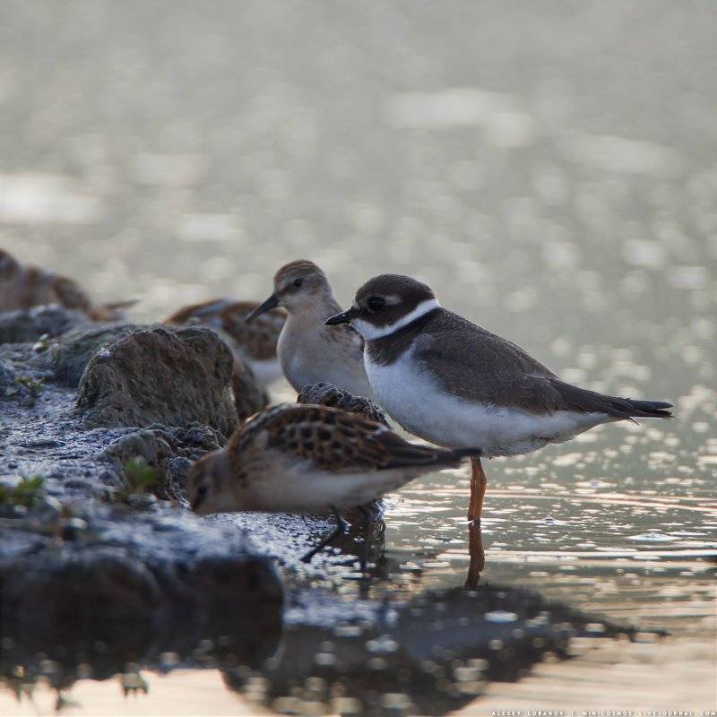 , Алексей Лобанов