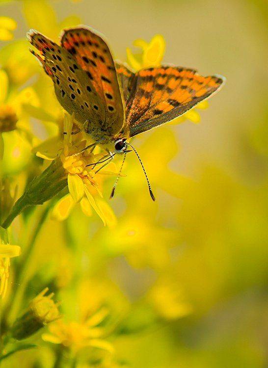 , Pawel Plucinski