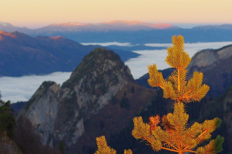 пейзаж с ветвью сосны фото превью