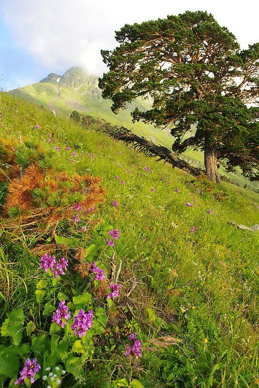пейзаж со льном и сосной фото превью