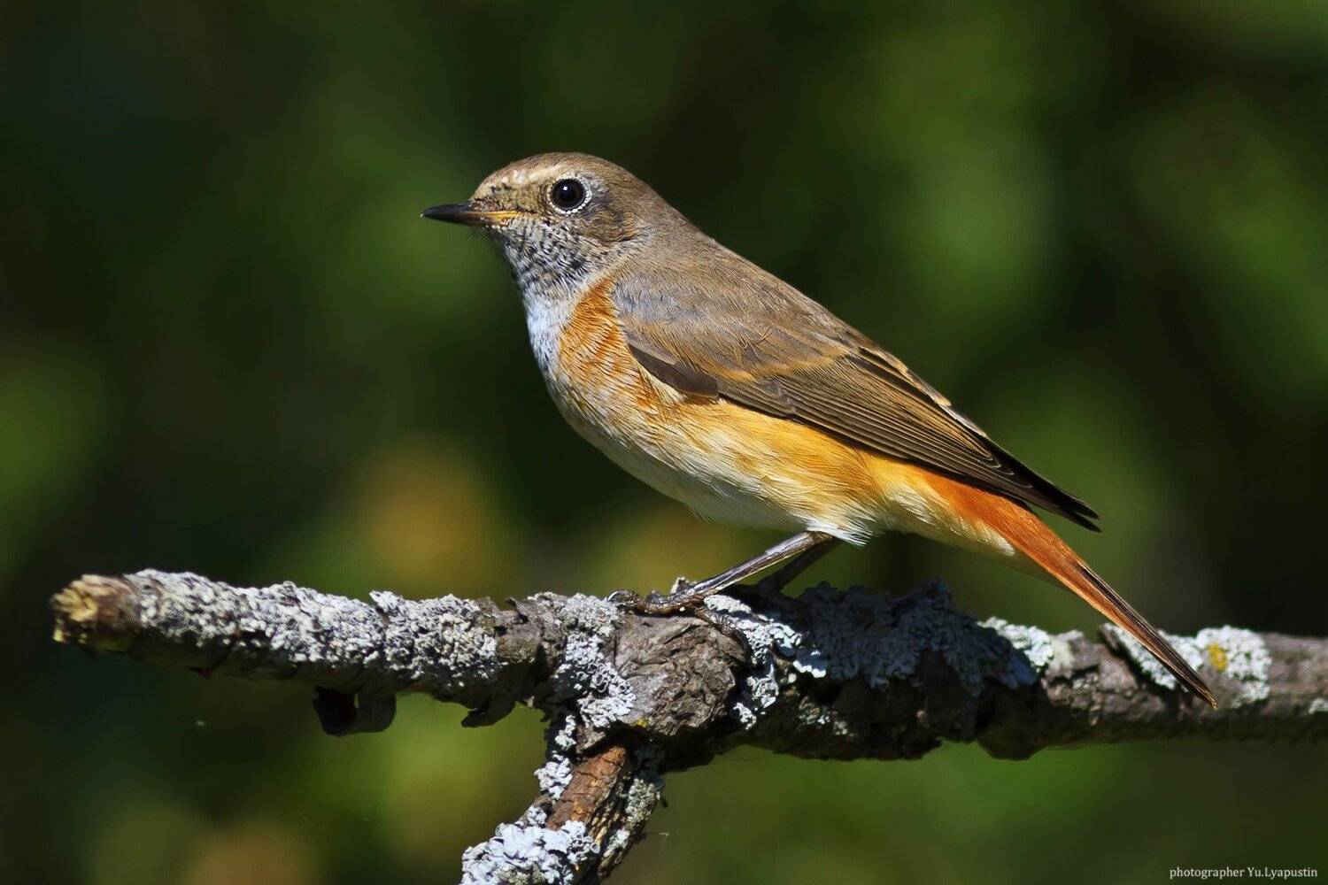 Горихвостка, Ляпустин Юра