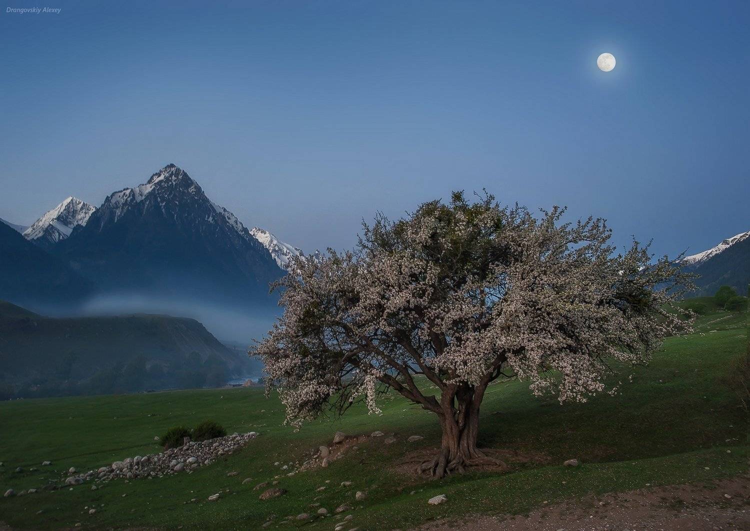 , Алексей Дранговский