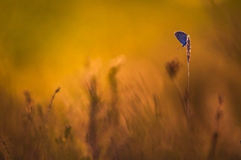 Держи меня соломинка,держи. фото превью