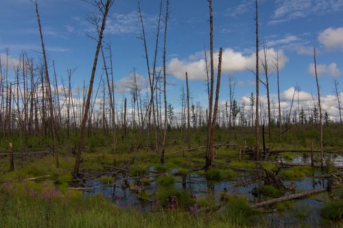 Отступление вечной мерзлоты