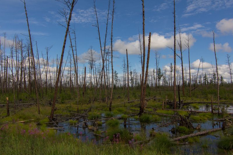 якутия, сибирь, вечная мерзлота, болото, лес, тайга Отступление вечной мерзлоты фото превью