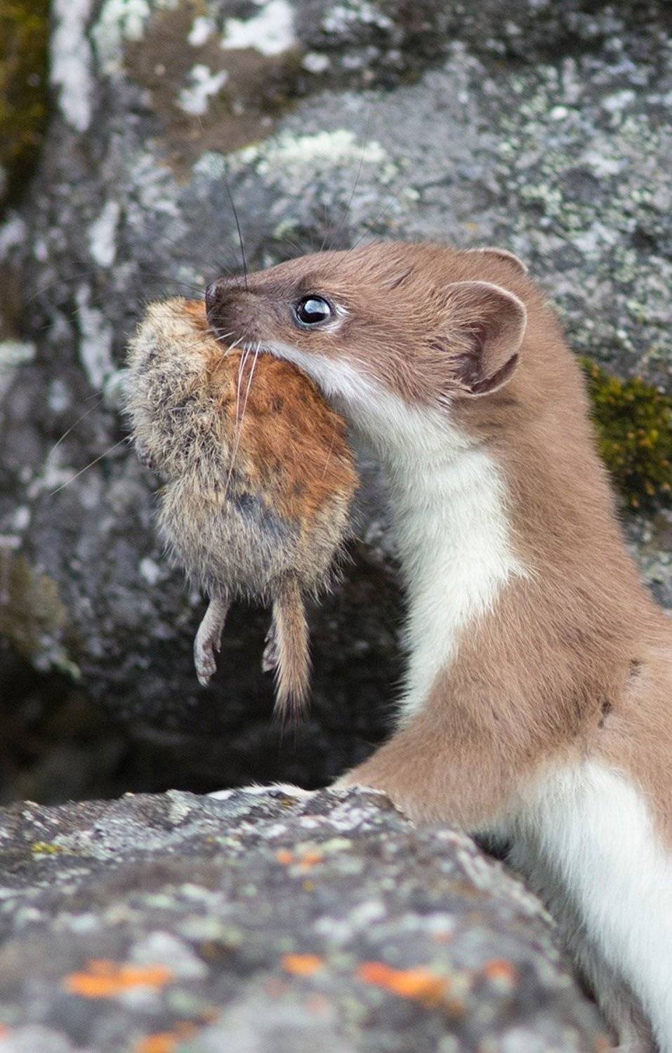 горностай, якутия, alexdersu