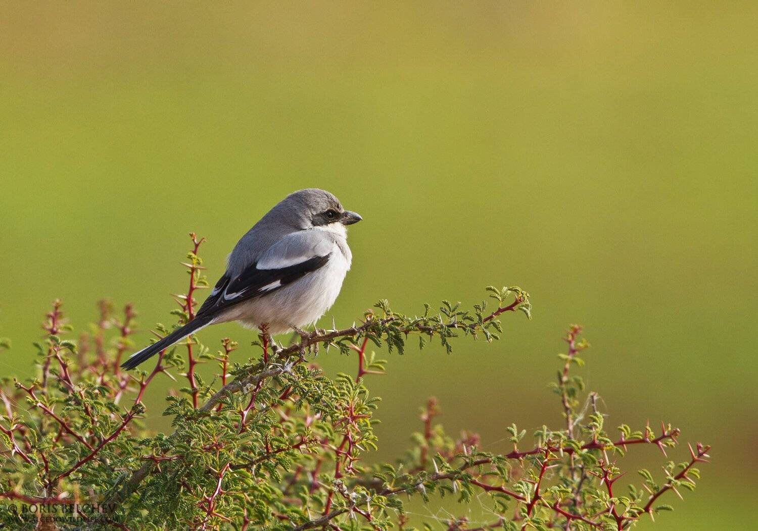 , Борис Белчев