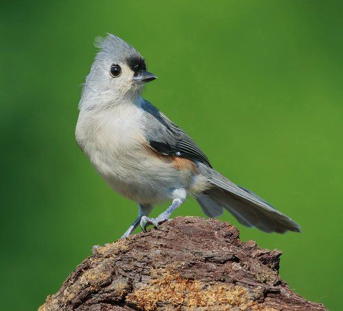 Острохохлая синица - Tufted Titmouse