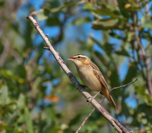 Поющий барсучок