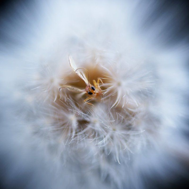 Из жизни эльфов фото превью