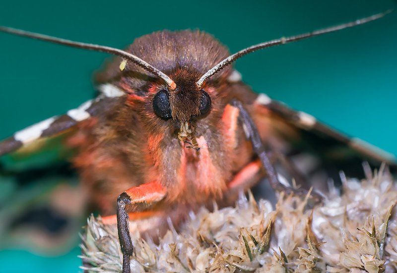 Бабочка, Дикая природа, Дикая природа россии, Животные, Жук, Крестовик, Макро, Макромир, Медведица кайя, Насекомые, Паук, Природа, Сибирь, Улитка, Усач Макромир Сибири фото превью