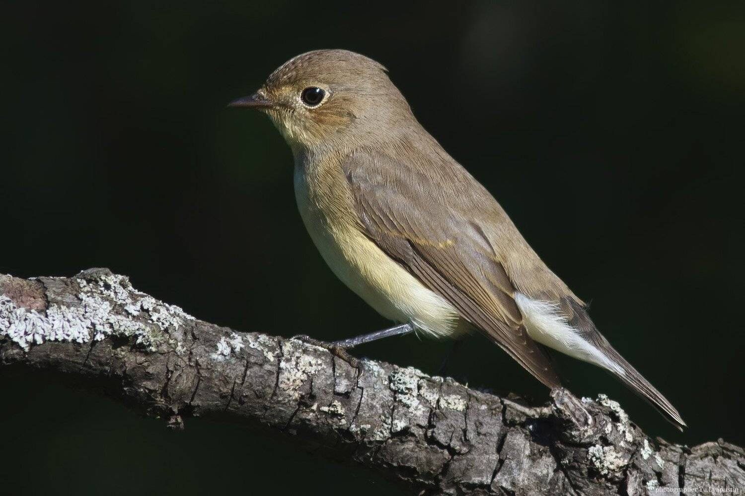 Малая мухоловка, Ляпустин Юра