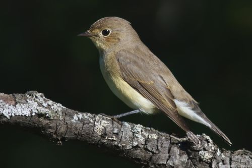 Red-breasted Flycatcher.