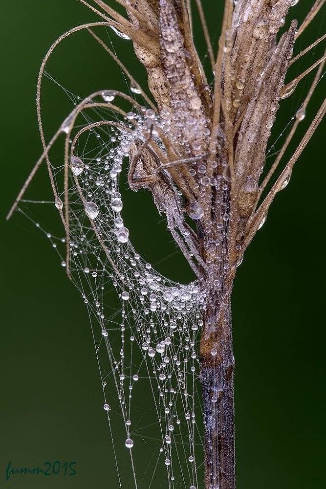 , Игорь ФУММ