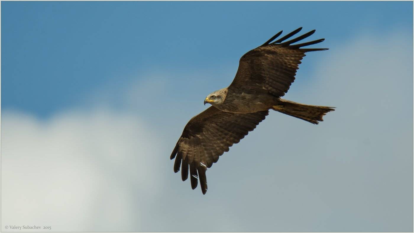 , Валерий Субачев