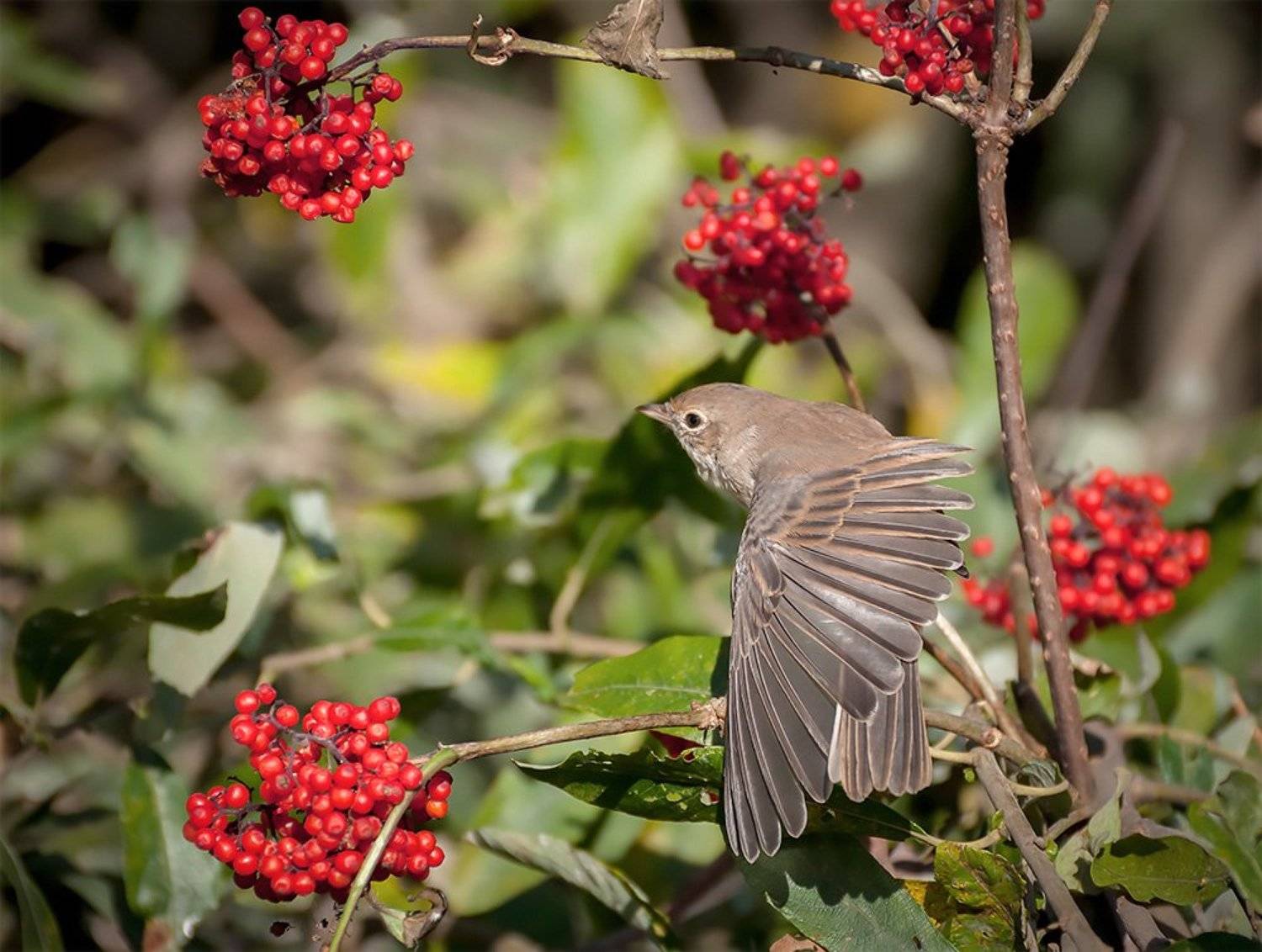Дикая природа россии, Птицы, Славка, Фотоохота, Анатолий Зверев