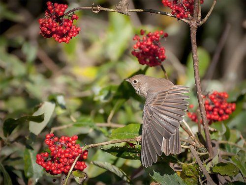 Дама с веером