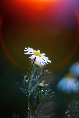 закатом опаленная