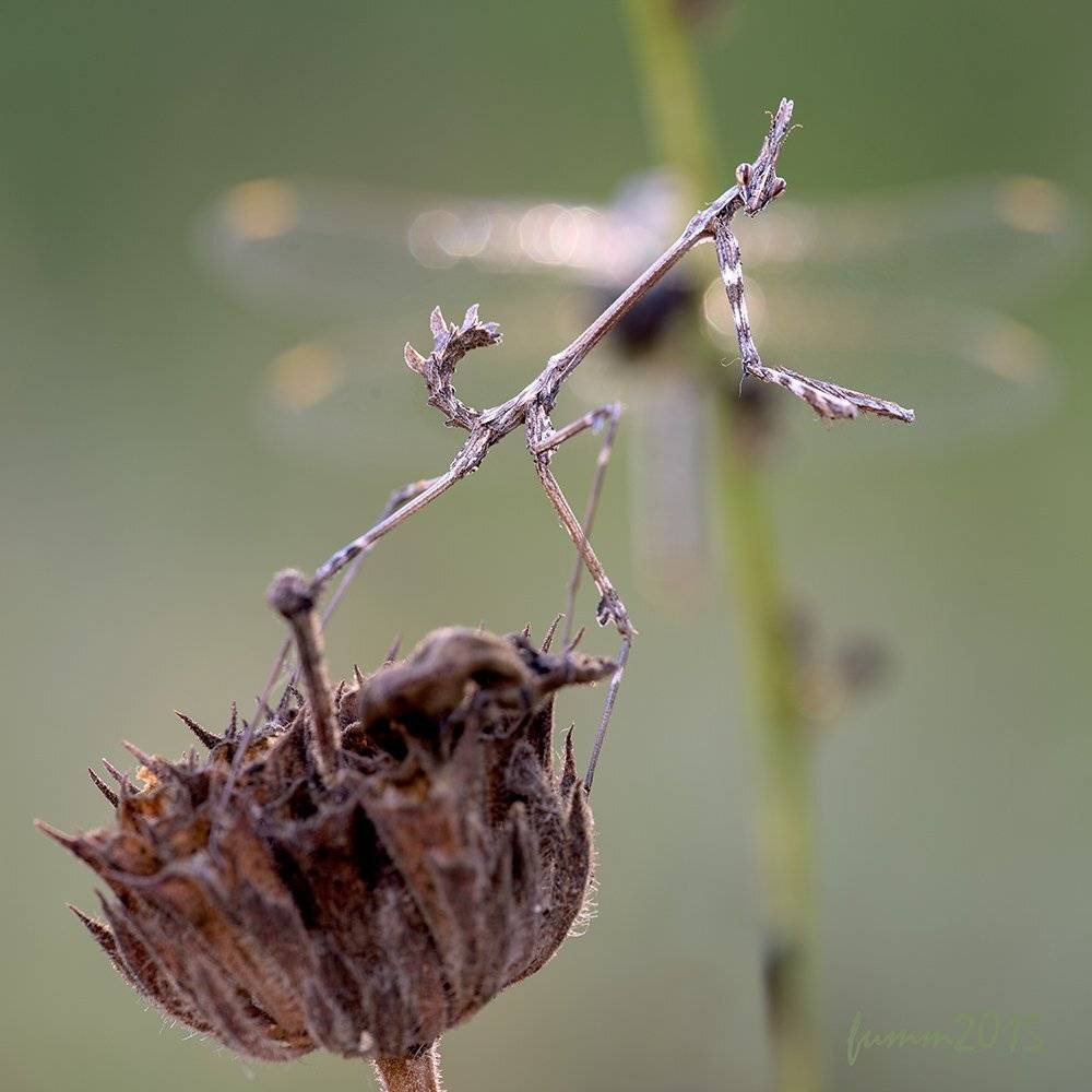 , Игорь ФУММ