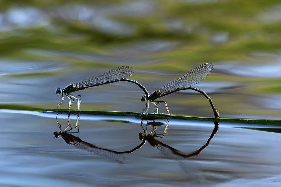 , Иваненко Светлана