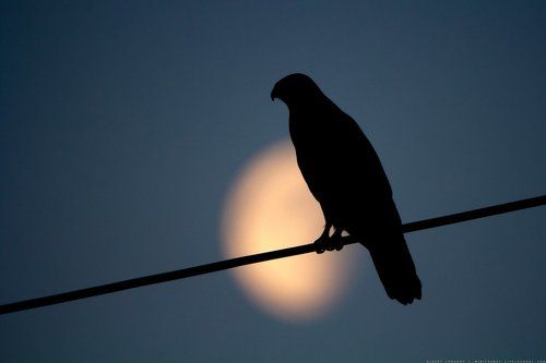 Лунный хищник