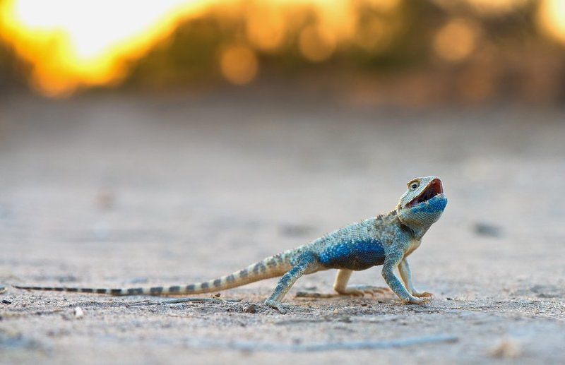 ящерица, агама, узбекистан, дикая природа, рептилии, пустыня, desert, macro, lizard, agama, reptile, wildlife, uzbekistan Хозяин пустыни фото превью