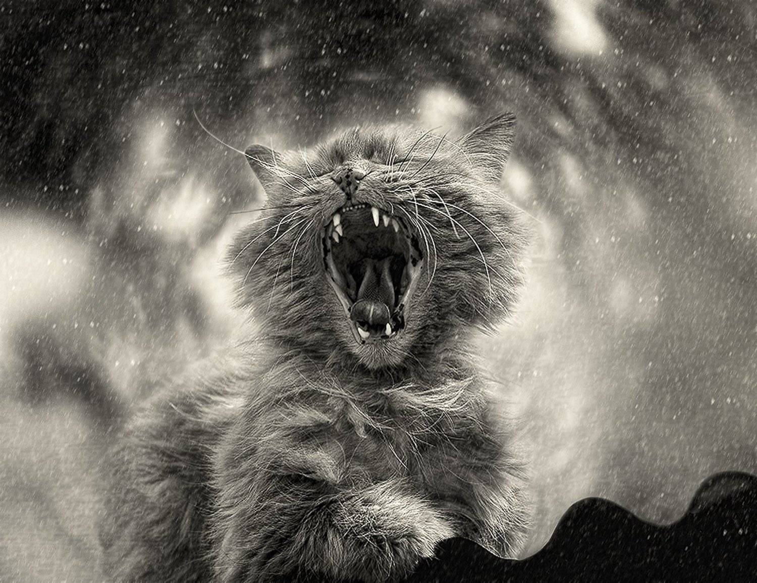 , Светлана Мелик-Нубарова