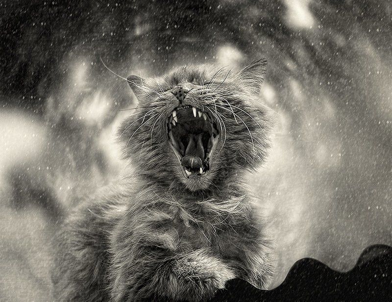 ............................. фото превью