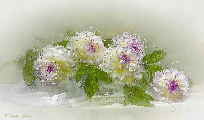 Георгины фото превью