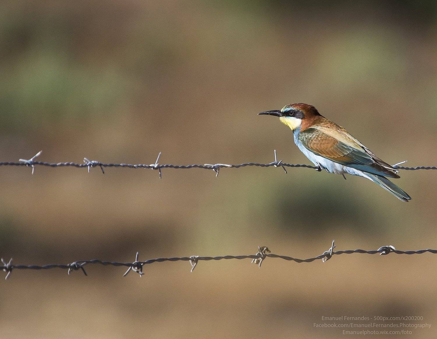 bird,Abelharuco,Merops apiaster,Portugal,nature,, Emanuel Fernandes