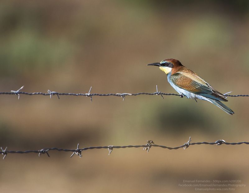 bird,Abelharuco,Merops apiaster,Portugal,nature, Abelharuco (Merops apiaster) фото превью
